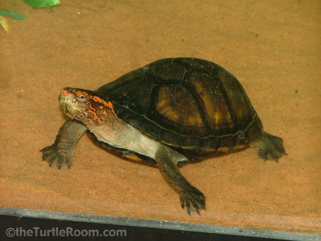 Kinosternon scorpioides cruentatum (Red-Cheeked Mud Turtle)