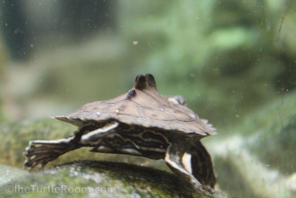 Graptemys nigrinoda delticola (Delta Map Turtle)