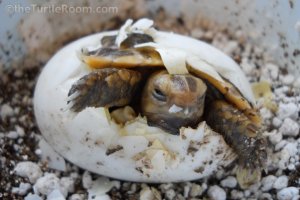 Hatching Indotestudo forstenii (Forsten's/Sulawesi Tortoise)