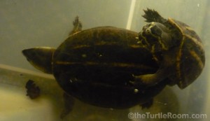 Adult Kinosternon baurii (3-Striped Mud Turtle)