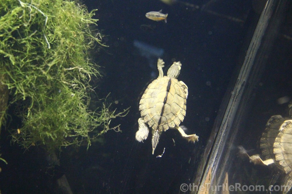 Graptemys pearlensis (Pearl River Map Turtle)