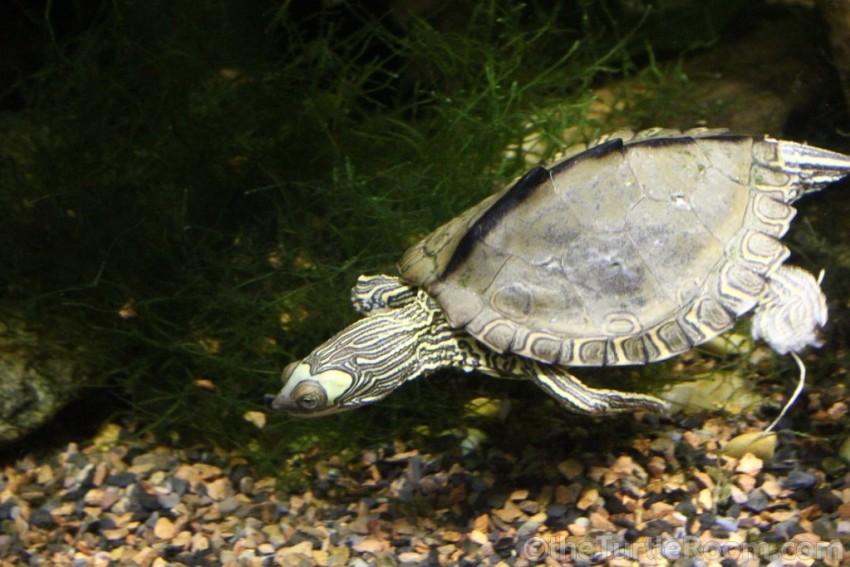 Adult Male Graptemys pearlensis (Pearl River Map Turtle) - Tennessee Aquarium