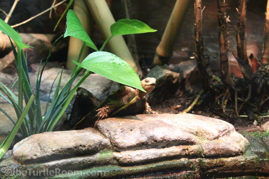 Adult Female Geoemyda spengleri (Black-Breasted Leaf Turtle)