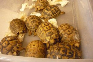 Turtle Towns' Greek Tortoises on Display at Hamburg Reptile Show (photo courtesy of Mike R.)