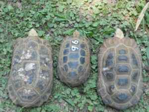 Center - Adult Female Indotestudo forstenii (Forsten's Tortoise), Sides - Adult Female Indotestudo elongata (Elongated Tortoise)