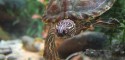 Sub-Adult Female Graptemys versa (Texas Map Turtle)