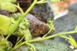 Sub-Adult Male Sternotherus carinatus (Razorback Musk Turtle)