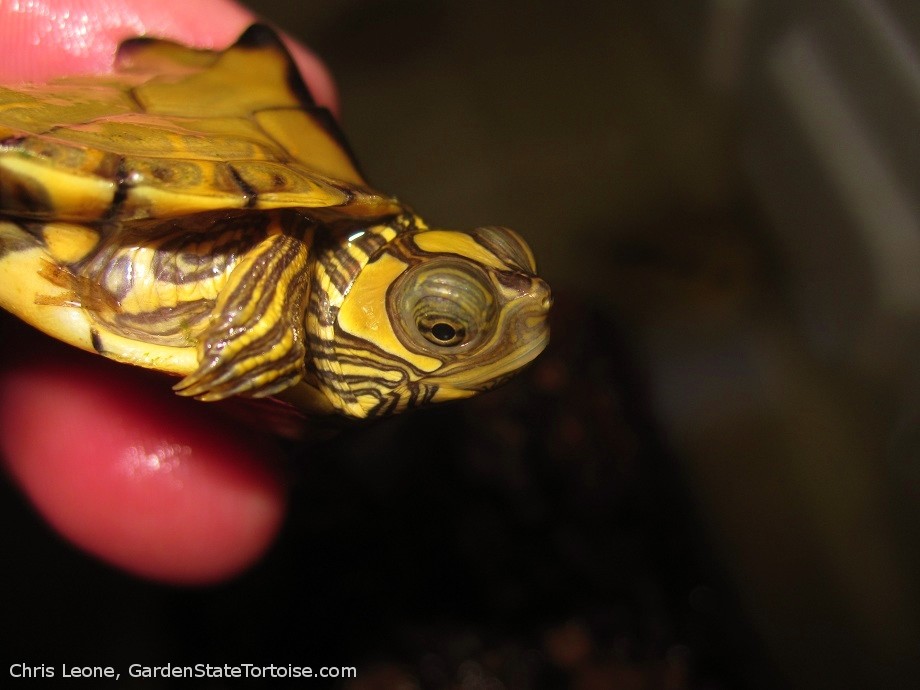 Graptemys ernsti (Escambia Map Turtle) - Chris Leone, Garden State Tortoise