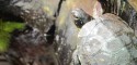 Hatchling Emydoidea blandingii (Blanding's Turtle)