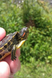 Hatchling Red-Eared Slider from a Pennsylvania pond (a non-native area)