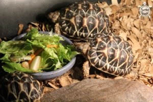 Juvenile Geochelone elegans - Indian Variant (Indian Star Tortoise)
