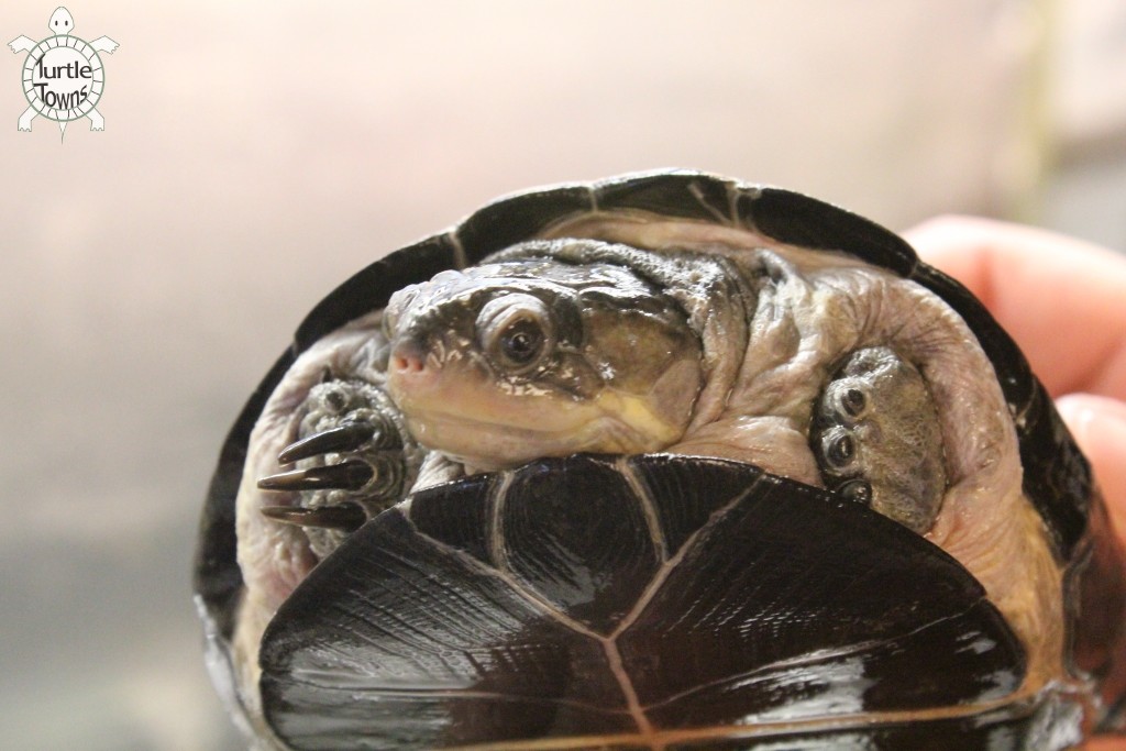 Pelusios chapini (Central African Mud Turtle)