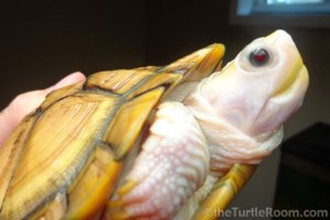 Adult Female Trachemys scripta elegans (Red-Eared Slider) - Caramel Pink