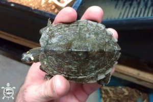 Adult Male Graptemys ouachitensis (Ouachita Map Turtle)