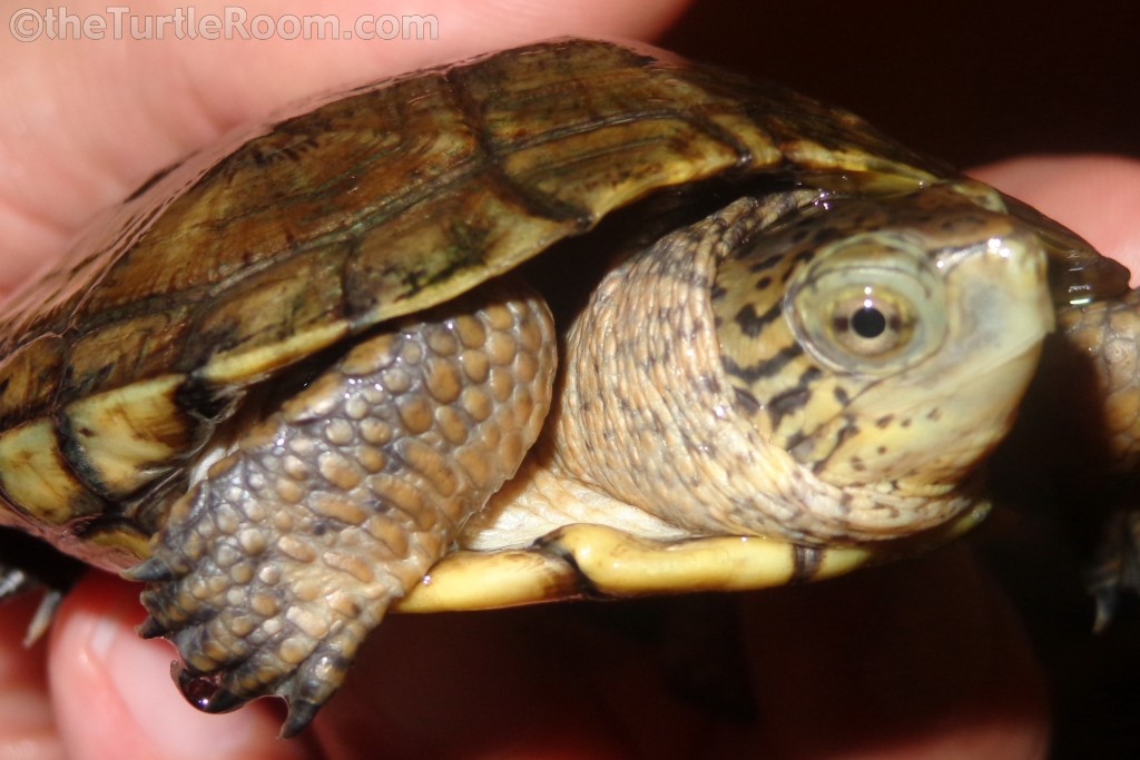 Actinemys marmorata (Pacific Pond Turtle)