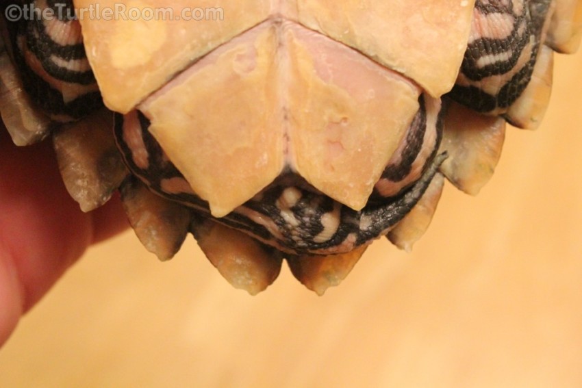 Juvenile Female Graptemys barbouri (Barbour's Map Turtle)