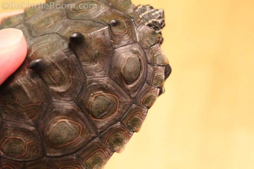 Yearling Male Graptemys nigrinoda delticola (Delta Map Turtle)