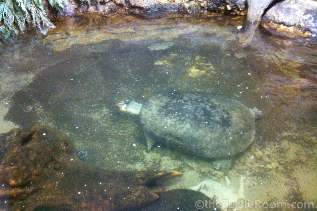 Podocnemis expansa (Giant Amazon River Turtle)