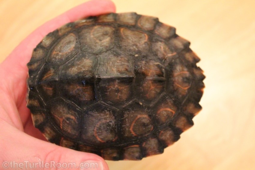 Sub-Adult Female Graptemys oculifera (Ringed Map Turtle)