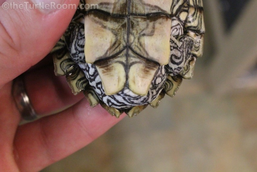 Adult Male Graptemys caglei (Cagle's Map Turtle)