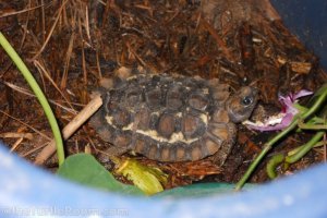 Hatchling Kinixys homeana (Home's Hinge-Back Tortoise)