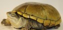 Adult Female Kinosternon flavescens (Yellow Mud Turtle)