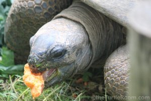 Patches - Adult Female Aldabrachelys gigantea (Aldabra Tortoise) - Knoxville Zoo