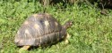 Adult Female Astrochelys radiata (Radiated Tortoise) - Knoxville Zoo