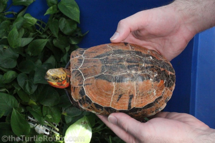 Adult Cuora galbinifrons (Indochinese Box Turtle) - Tennessee Aquarium
