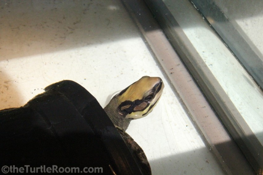 Adult Cuora trifasciata (3-Striped Box/Golden Coin Turtle) - Tennessee Aquarium