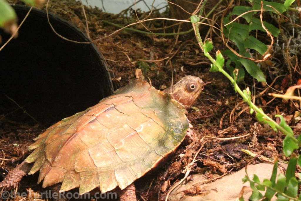 Adult Geoemyda spengleri (Black-Breasted Leaf Turtle)