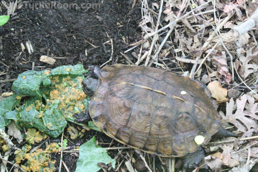 Heosemys depressa (Arakan Forest Turtle)