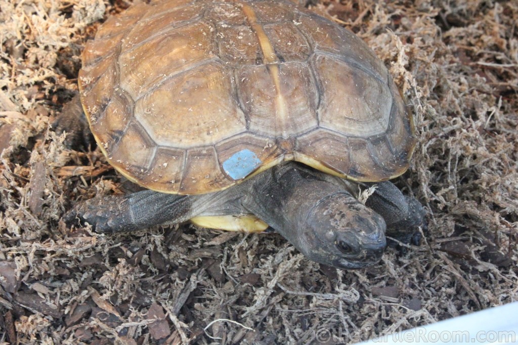 Juvenile Heosemys depressa (Arakan Forest Turtle)