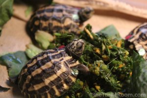 Hatchling Pyxis planicauda (Flat-Tailed Tortoise) - Knoxville Zoo