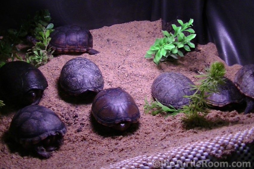 Adult Kinosternon subrubrum subrubrum (Eastern Mud Turtle)