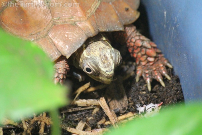Adult Female Geoemyda spengleri (Vietnamese Black-Breasted Leaf Turtle)