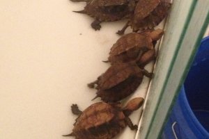 Adult Cuora mouhotii obsti (Southern Keeled Box Turtles)