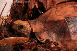 Adult Cuora mouhotii obsti (Southern Keeled Box Turtle)