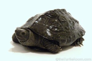 Adult Male Mauremys reevesii (Chinese Pond Turtle)