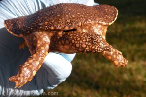 Hatchling Trionyx triunguis (Nile River Softshell Turtle)