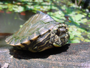 Juvenile Graptemys pearlensis (Pearl River Map Turtle) - Photo Credit: Paul Vander Schouw