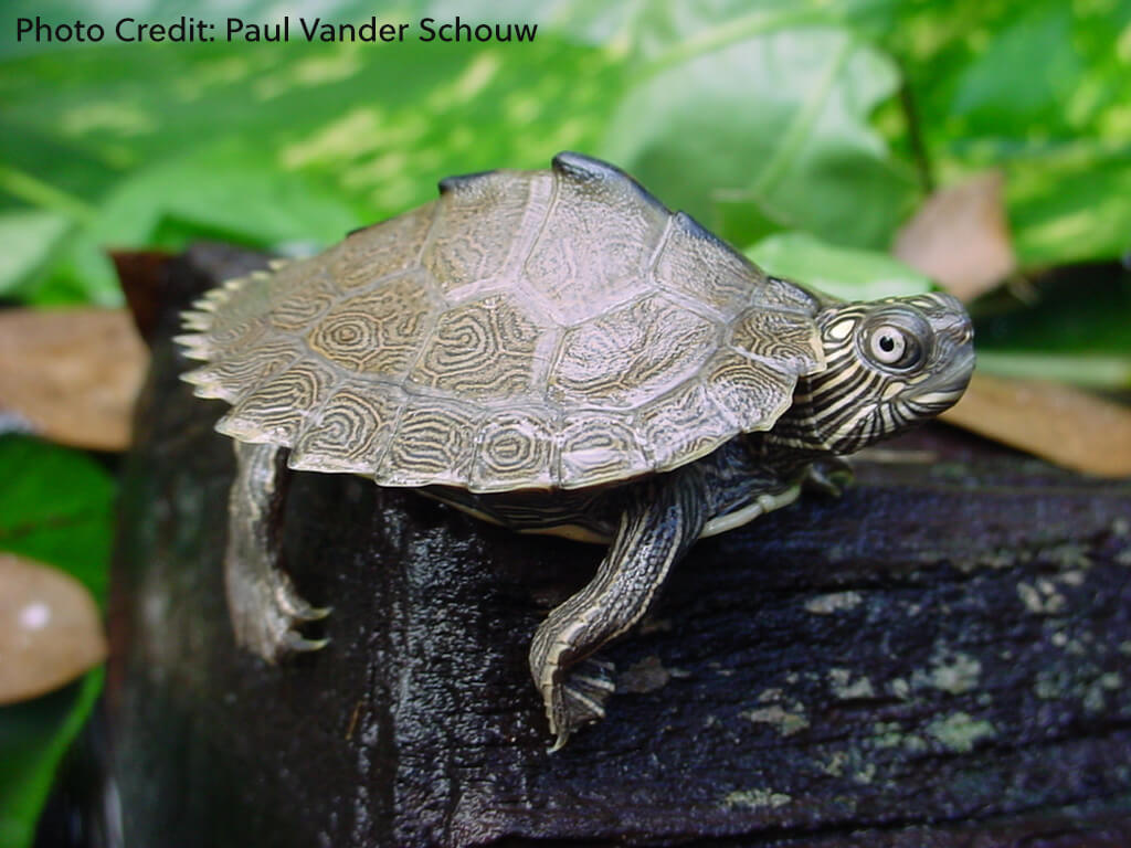 Graptemys sabinensis (Sabine Map Turtle) - Paul Vander Schouw