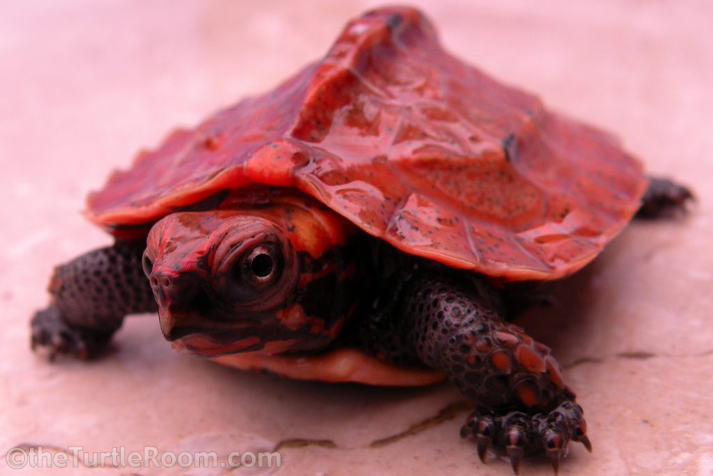 Geoemyda japonica (Ryukyu Black-Breasted Leaf Turtle)