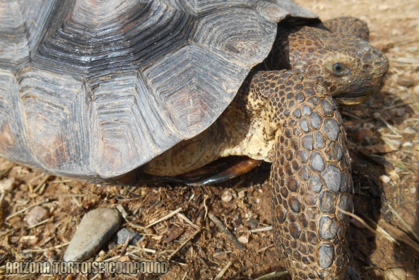 Adult Gopherus morafkai (Sonoran Desert Tortoise)