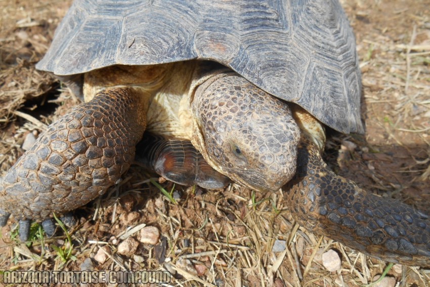 Adult Gopherus morafkai (Sonoran Desert Tortoise)