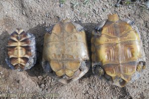 Right - Gopherus morafkai (Sonoran Desert Tortoise); Center - Gopherus agassizii (Mojave Desert Tortoise); Left - Gopherus berlandieri (Texas Tortoise)
