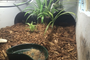 Adult Cuora mouhotii obsti (Southern Keeled Box Turtle) Habitat