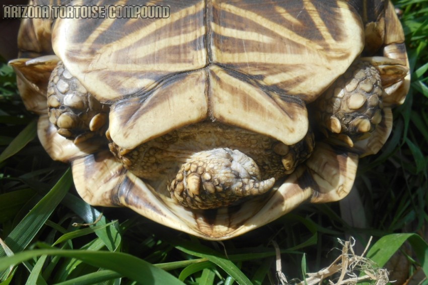 Adult Geochelone elegans, Indian variant (Indian Star Tortoise)