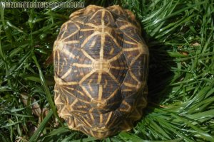 Adult Geochelone elegans, Indian variant (Indian Star Tortoise)