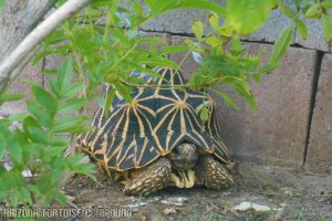 Adult Geochelone elegans, Sri Lanka variant (Sri Lankan Star Tortoise)